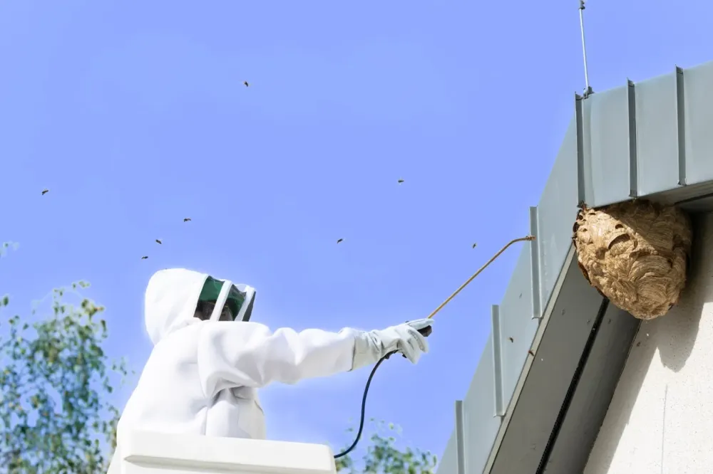 nid de frelon intervention