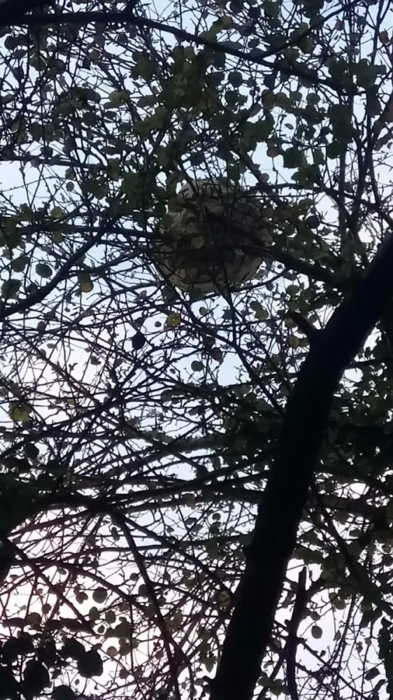 nid de frelon dans ensemble d'arbre