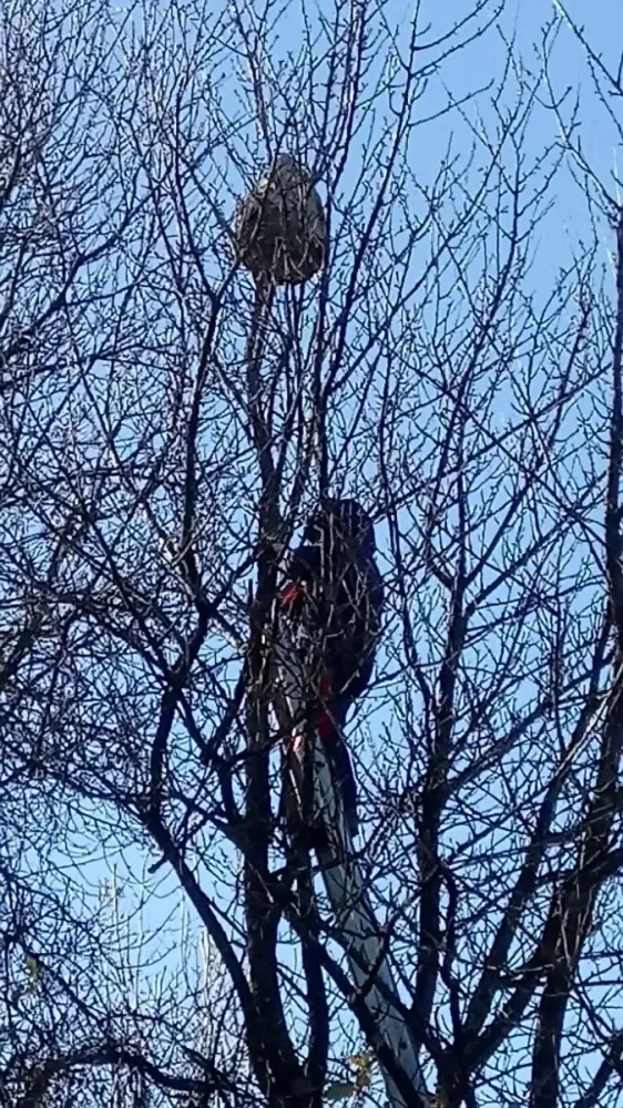 nis de frelon et de guepe Corti Paysage (1)