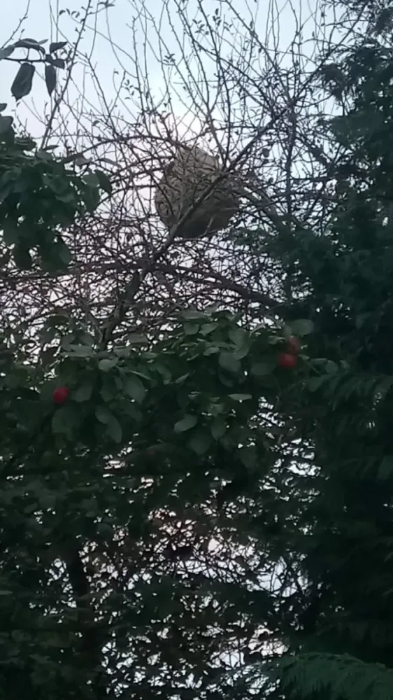 nis de frelon et de guepe Corti Paysage (2)